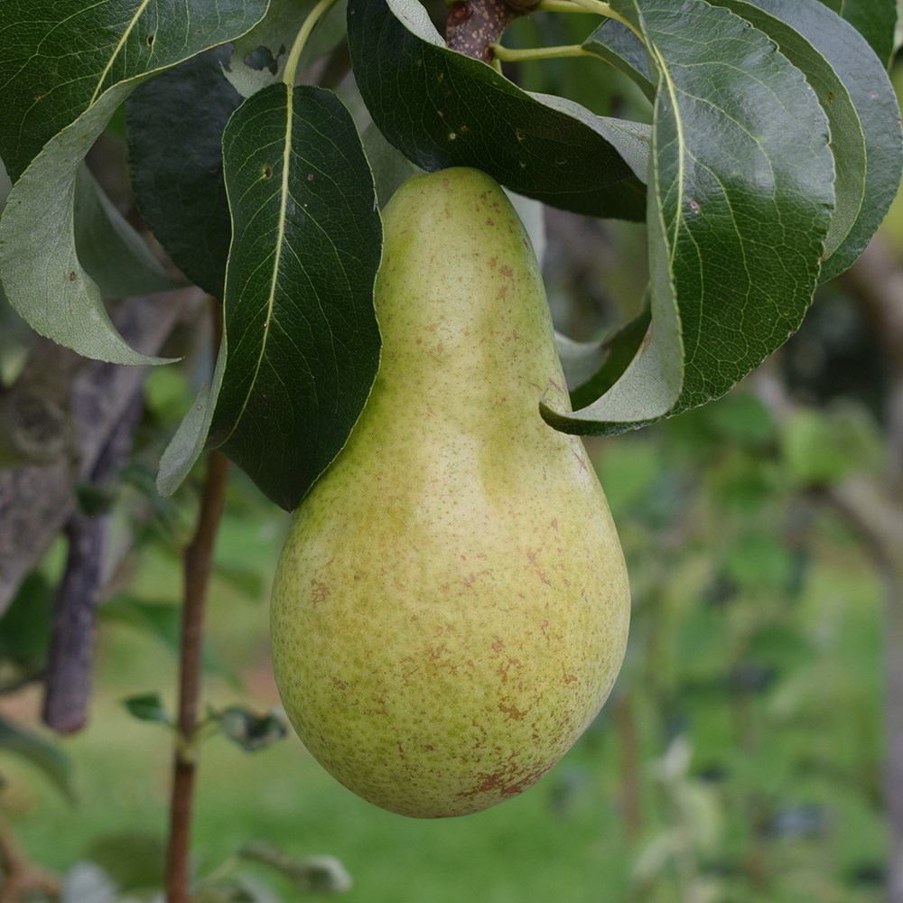 pear 'Concorde'