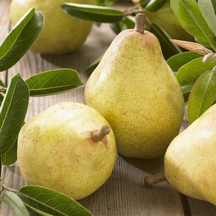 pear Williams' Bon Chrétien