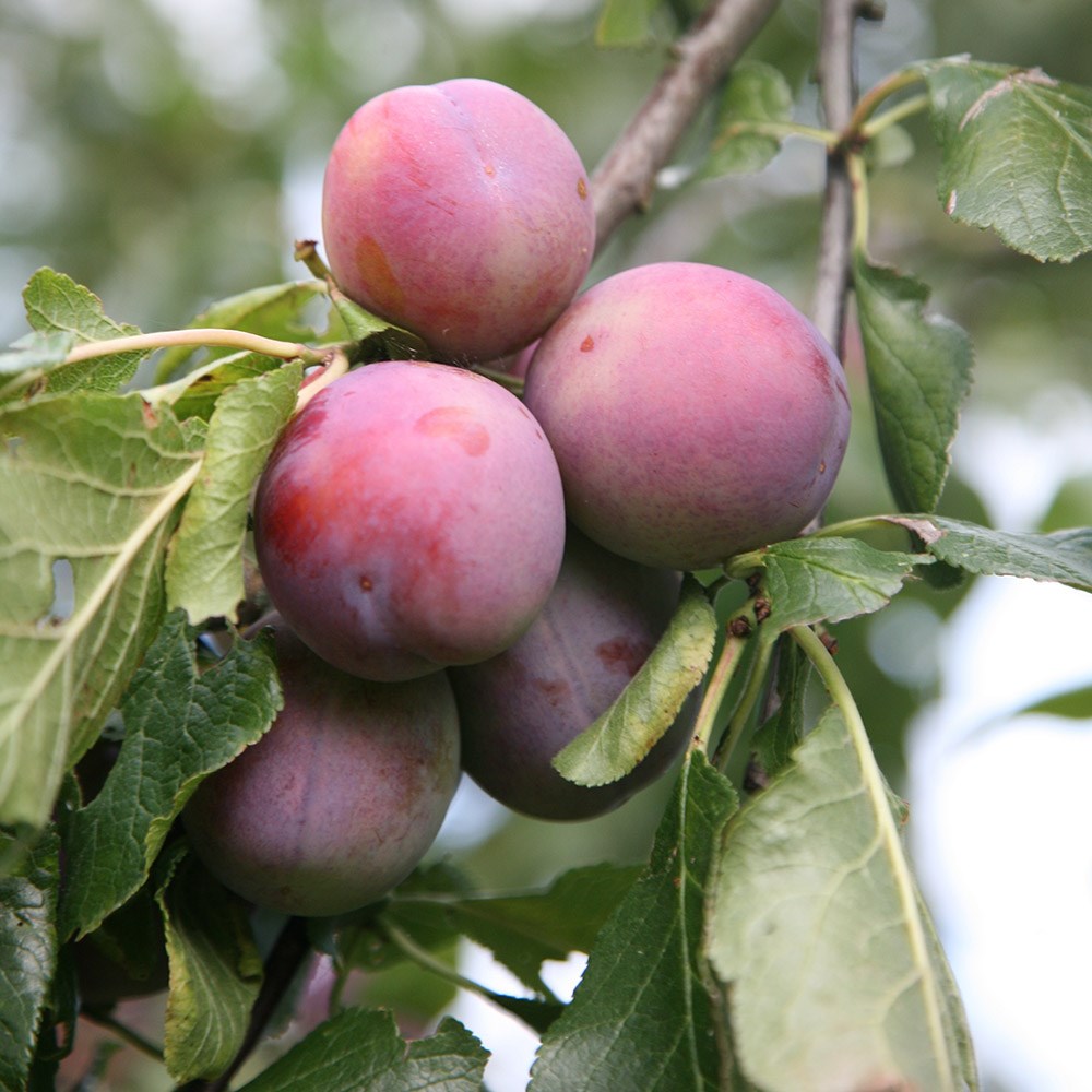plum 'Marjorie's Seedling'