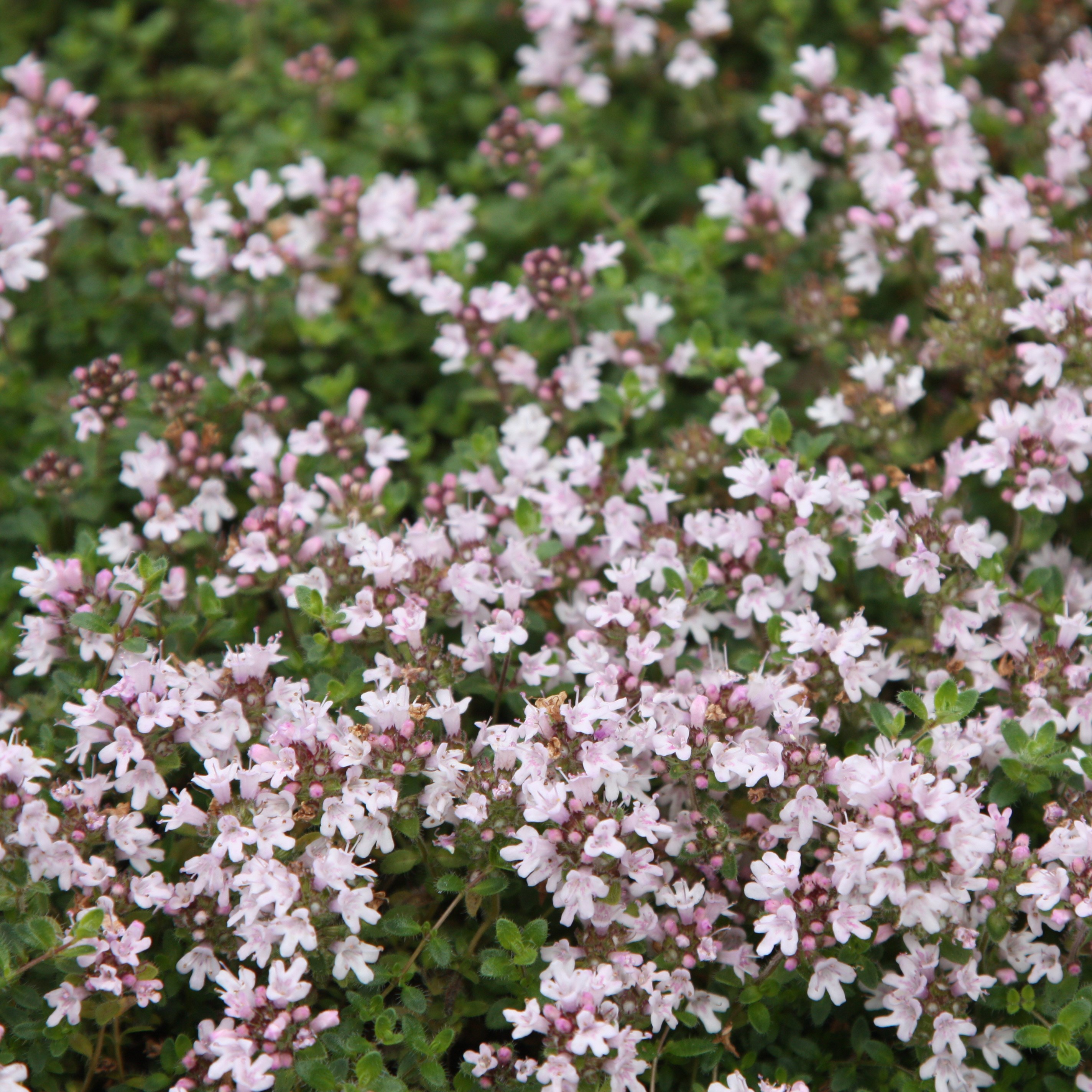 creeping thyme 'Pink Chintz'