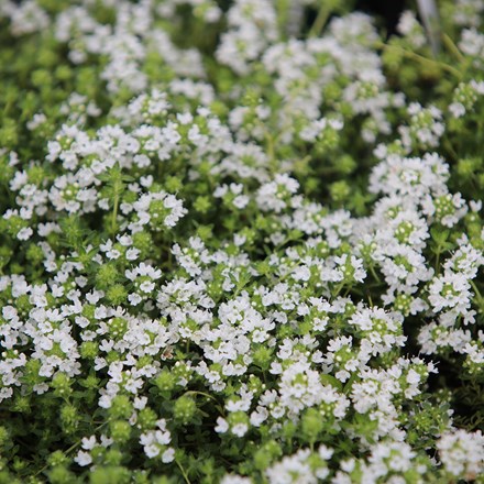 creeping thyme 'Snowdrift'