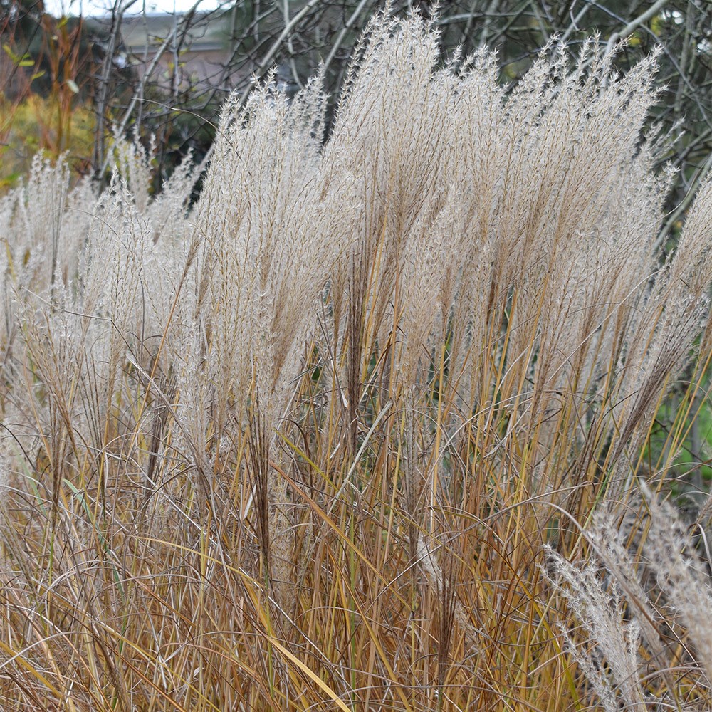 <i>Miscanthus sinensis</i> 'Kleine Silberspinne'