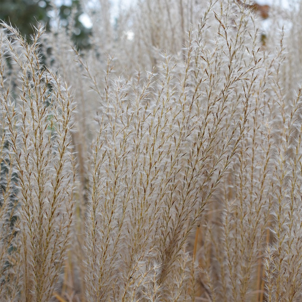 <i>Miscanthus sinensis</i> 'Kleine Silberspinne'