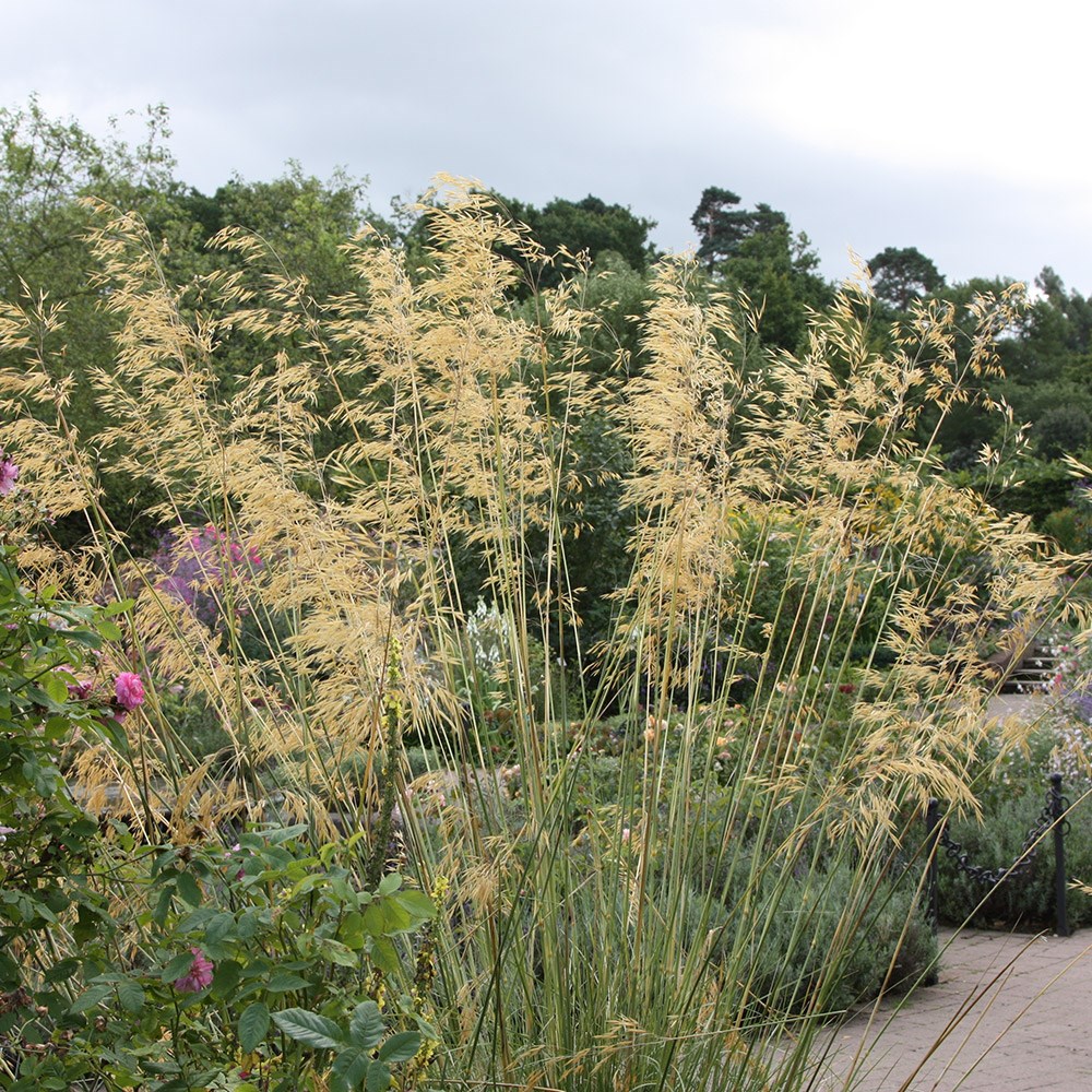 <i>Stipa gigantea</i> 