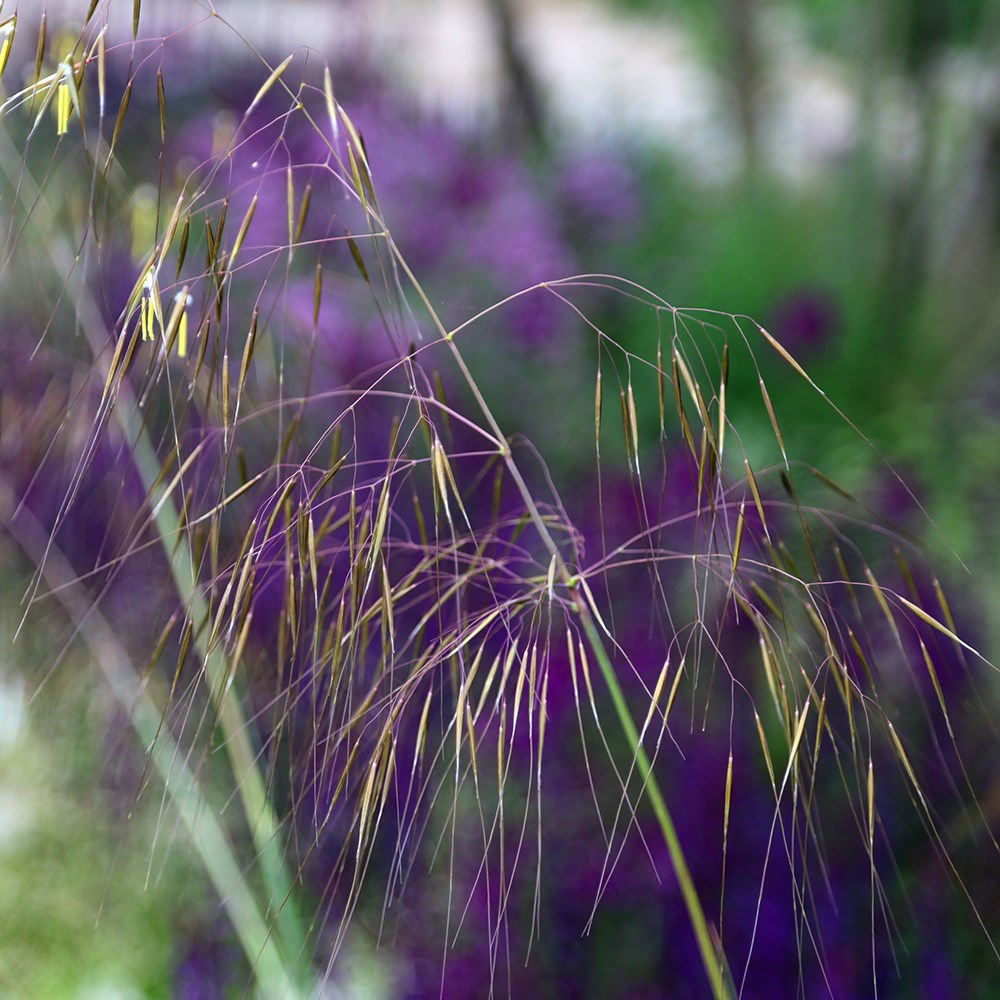 <i>Stipa gigantea</i> 