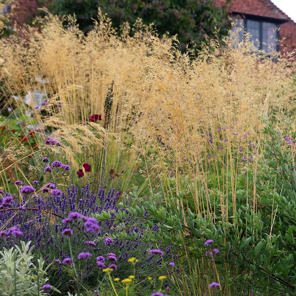 <i>Stipa gigantea</i> 