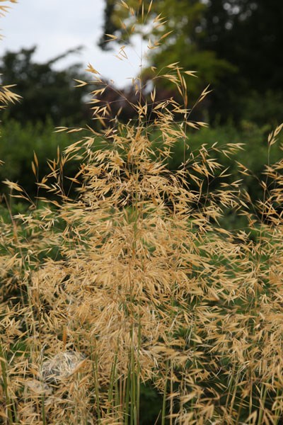 <i>Stipa gigantea</i> 