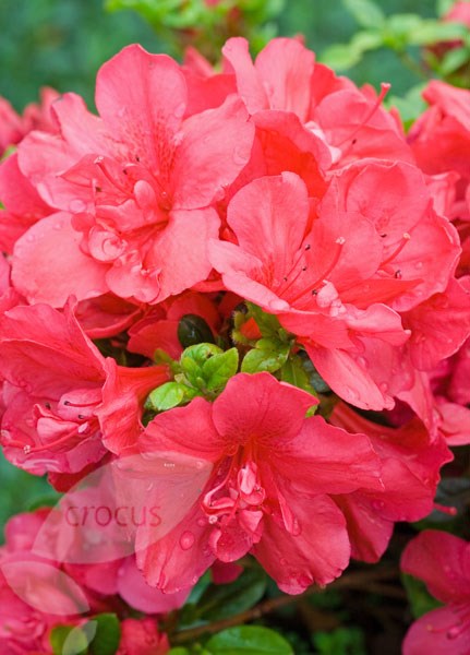 <I>Rhododendron</i> 'Mother's Day' (Kurume)