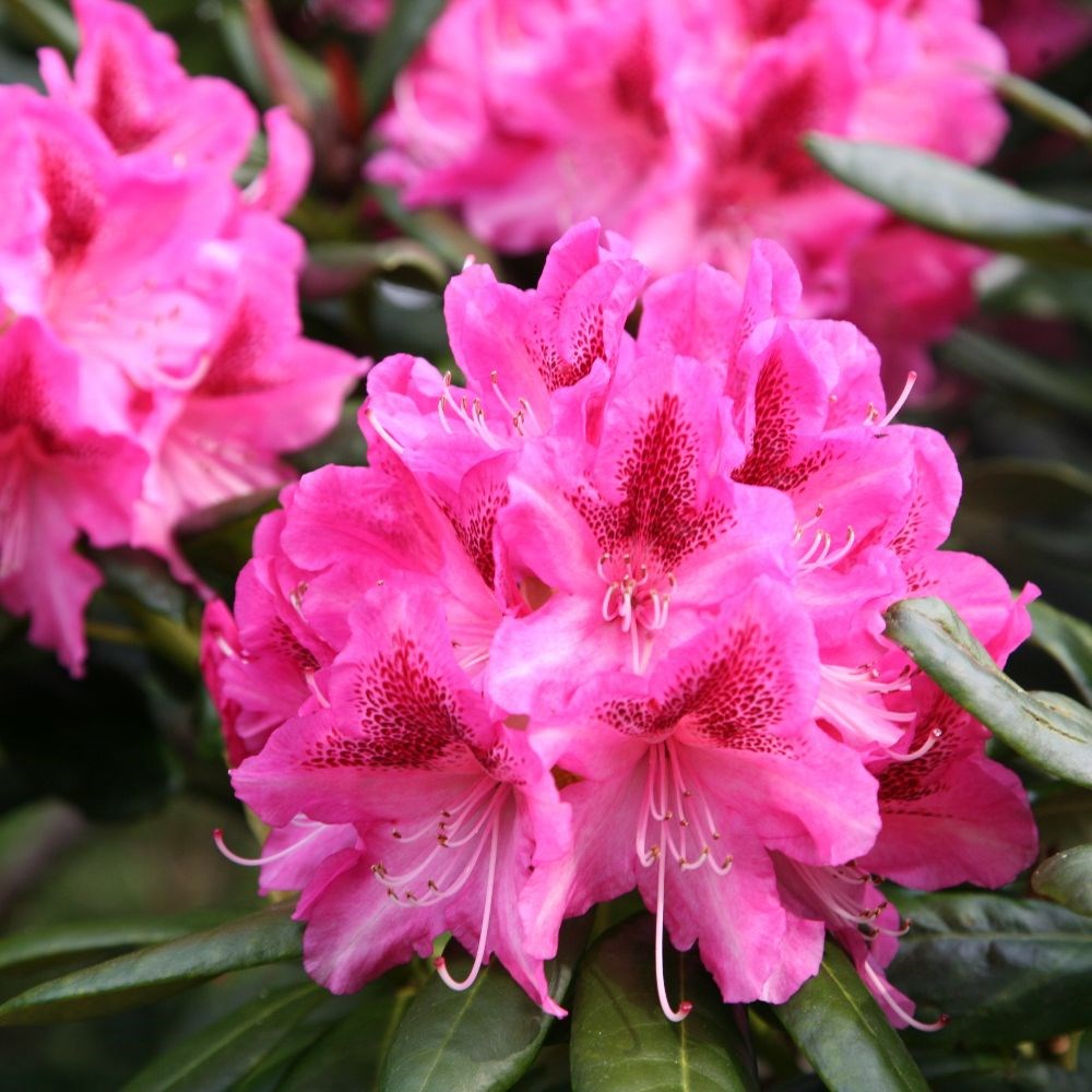 <i>Rhododendron</i> 'Cosmopolitan'