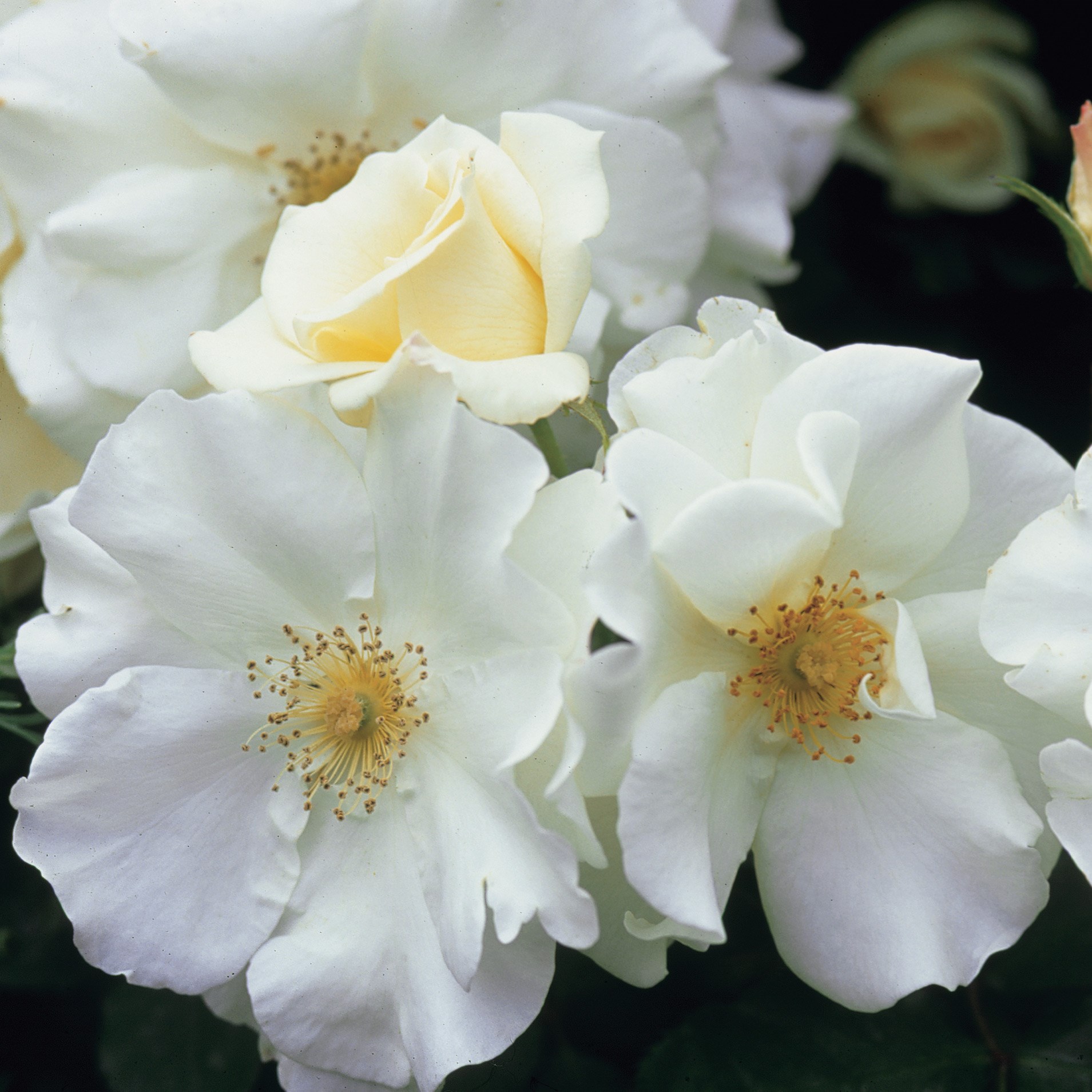 <i>Rosa</i> <b class=small-caps>Flower Carpet White</b> ('Noaschnee') (PBR) | Ground Cover Rose