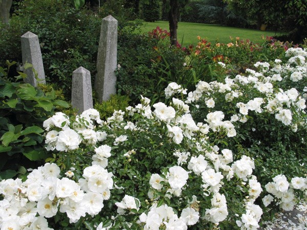 <i>Rosa</i> <b class=small-caps>Flower Carpet White</b> ('Noaschnee') (PBR) | Ground Cover Rose