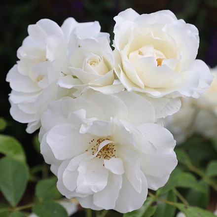 <i>Rosa</i> <b class=small-caps>Iceberg</b> ('Korbin') | Floribunda Bush Rose
