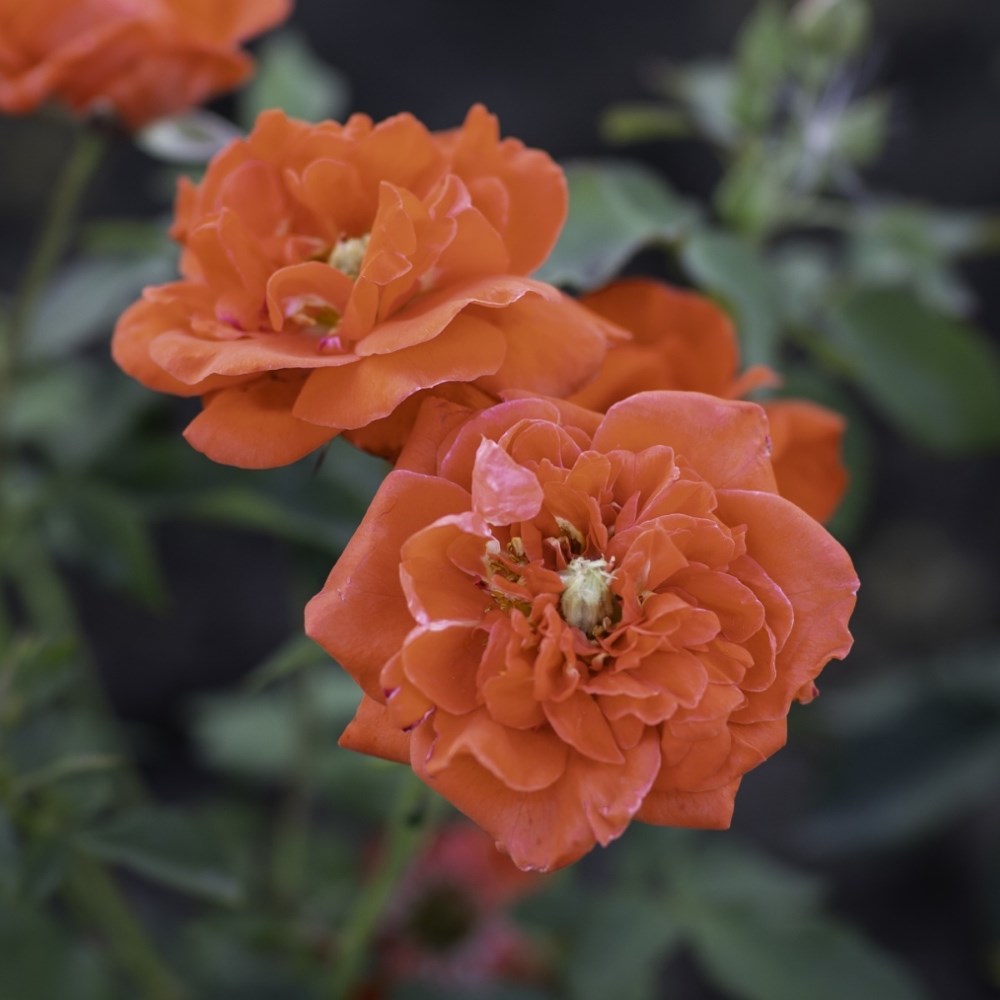 Rosa 'Orange Sensation' | Floribunda Rose