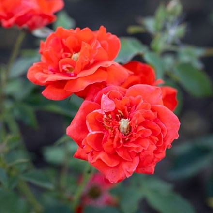 Rosa Orange Sensation