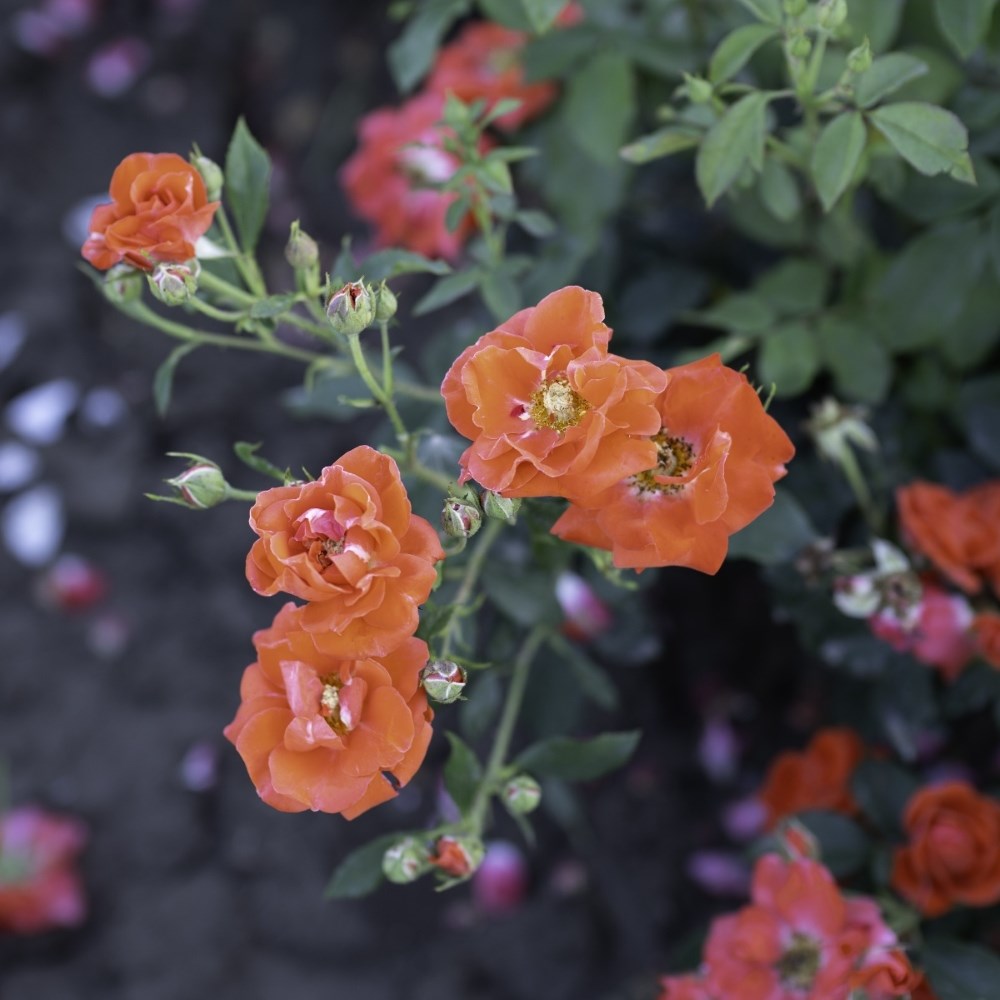 Rosa 'Orange Sensation' | Floribunda Rose
