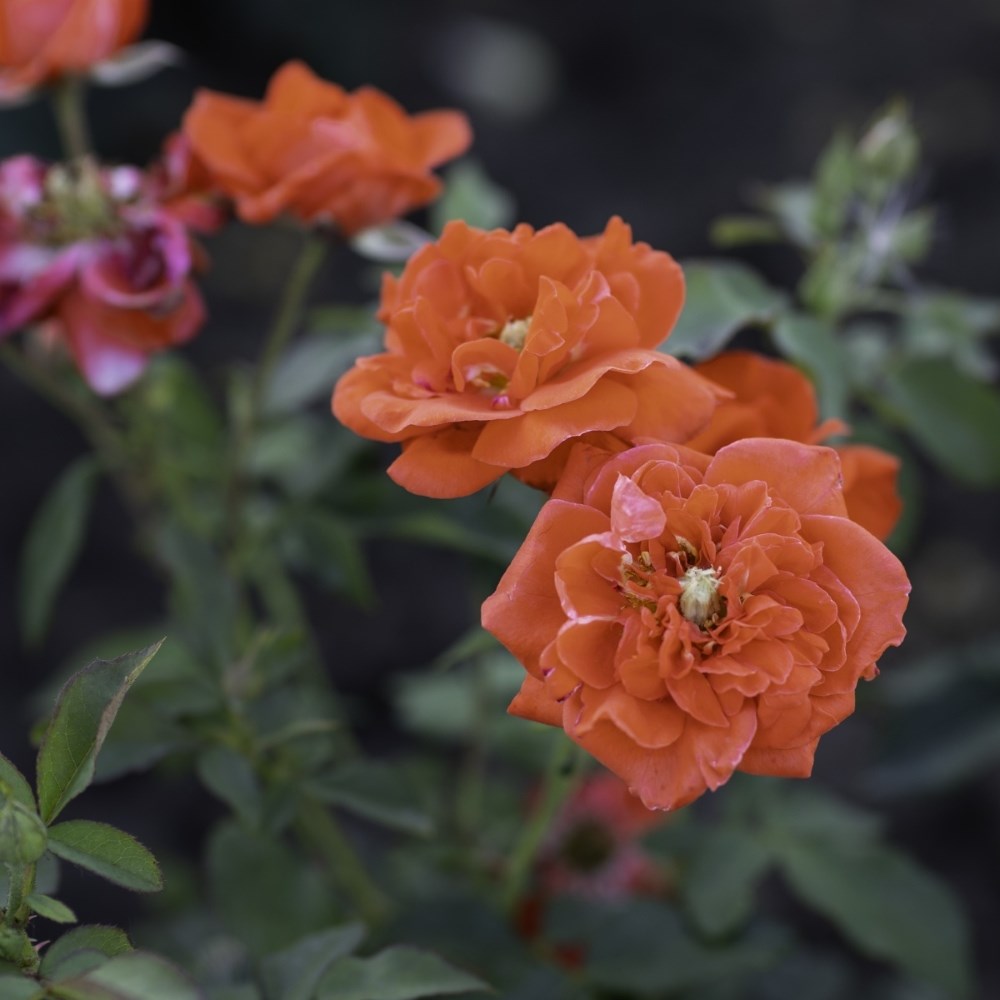 Rosa 'Orange Sensation' | Floribunda Rose