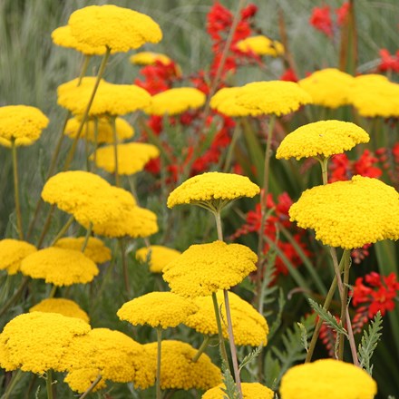 <i>Achillea filipendulina</i> 'Cloth of Gold'