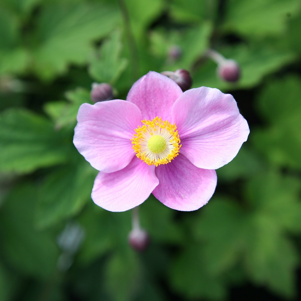 <i>Anemone hupehensis</i> var. <i>japonica</i> 'Splendens'