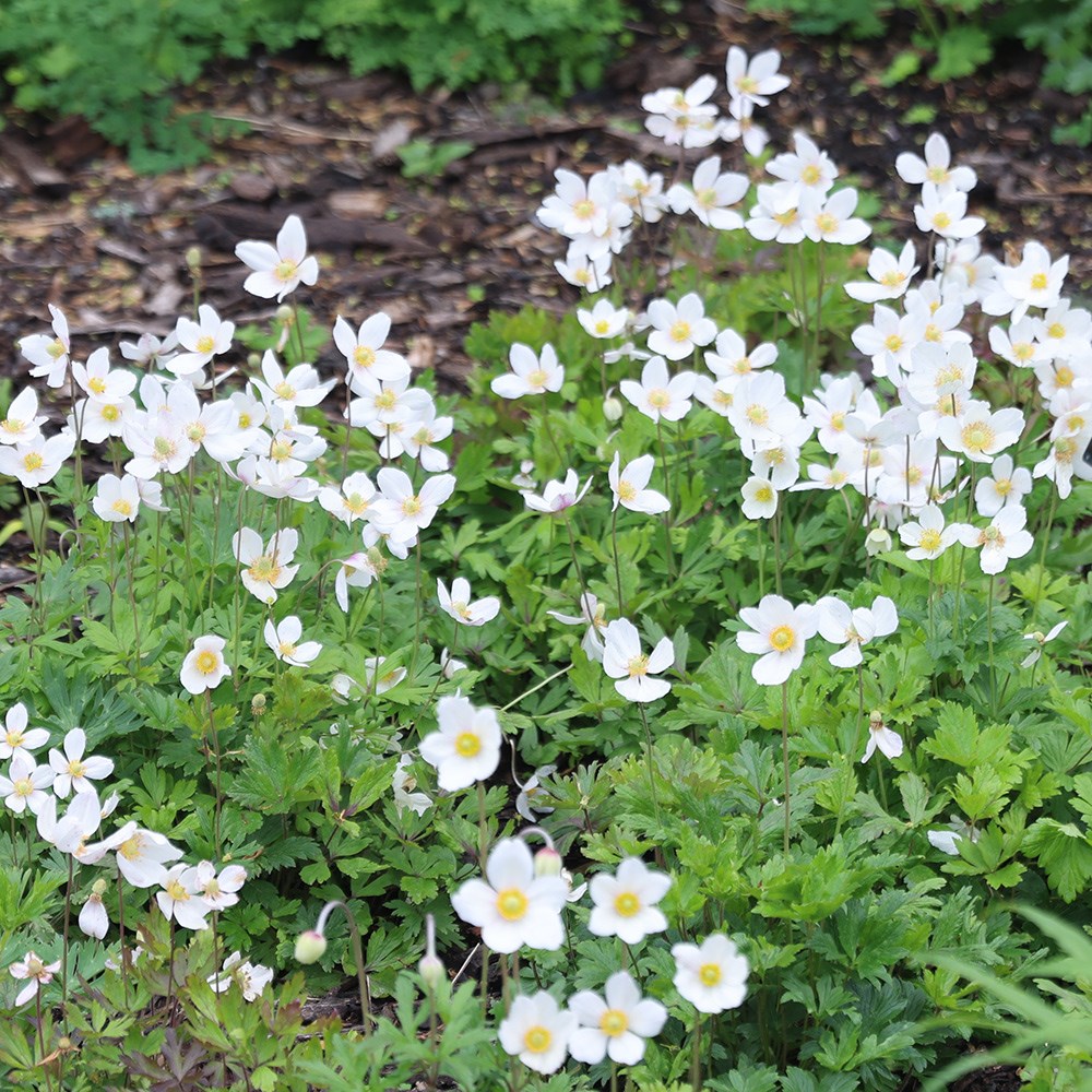 <i>Anemone sylvestris</i> 
