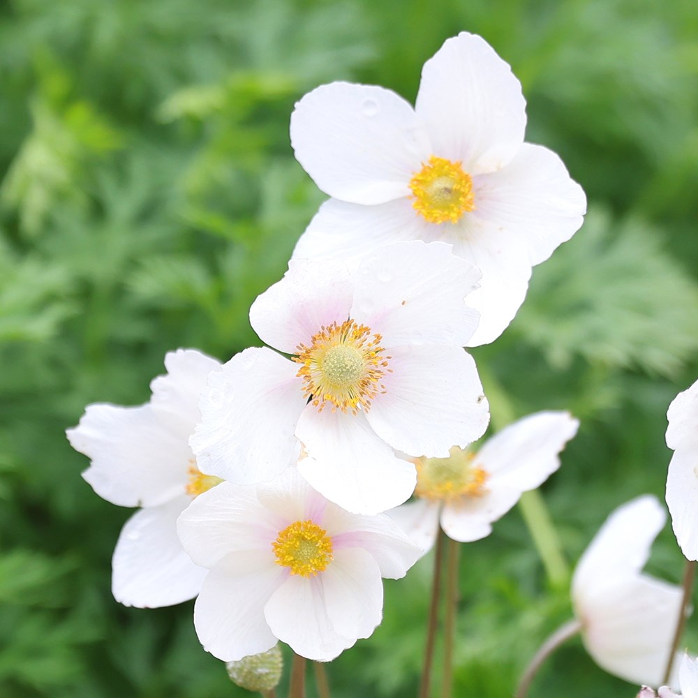 Buy snowdrop anemone Anemone sylvestris: £8.99 Delivery by Crocus