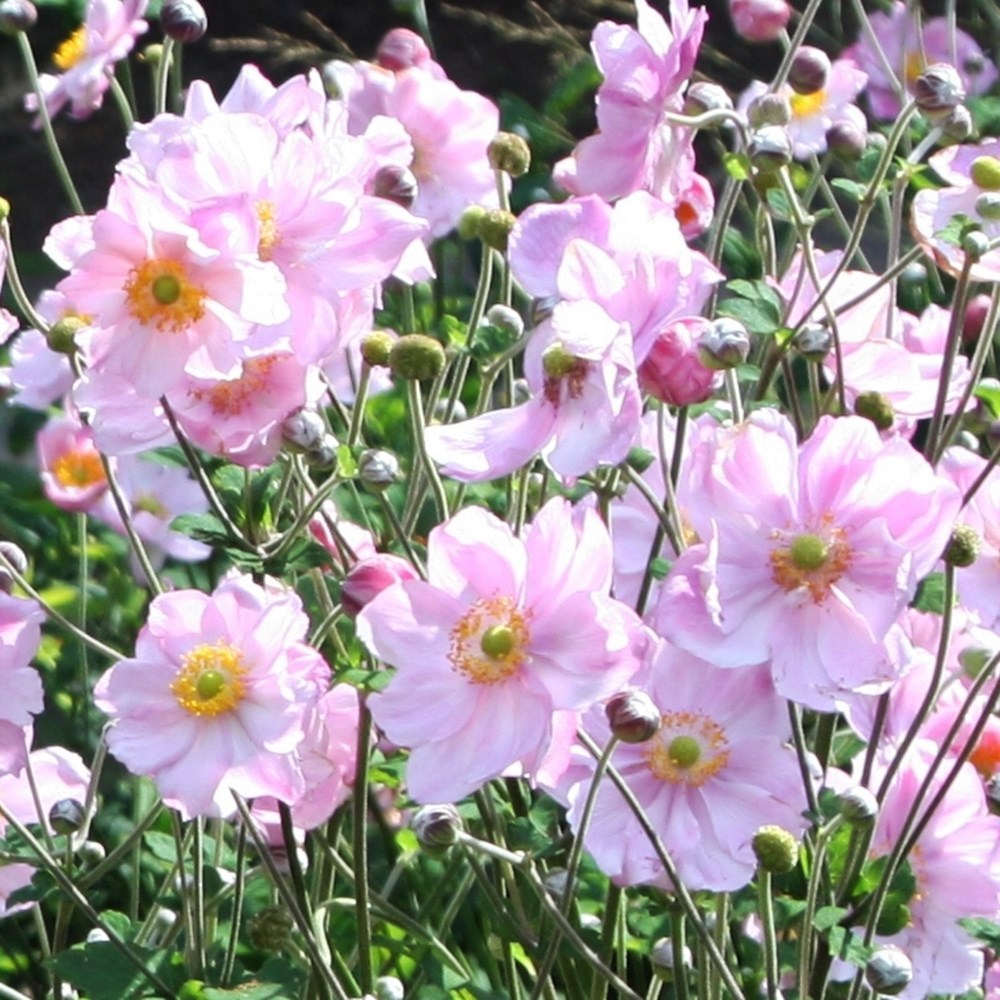 <i>Anemone</i> × <i>hybrida</i> 'Königin Charlotte'