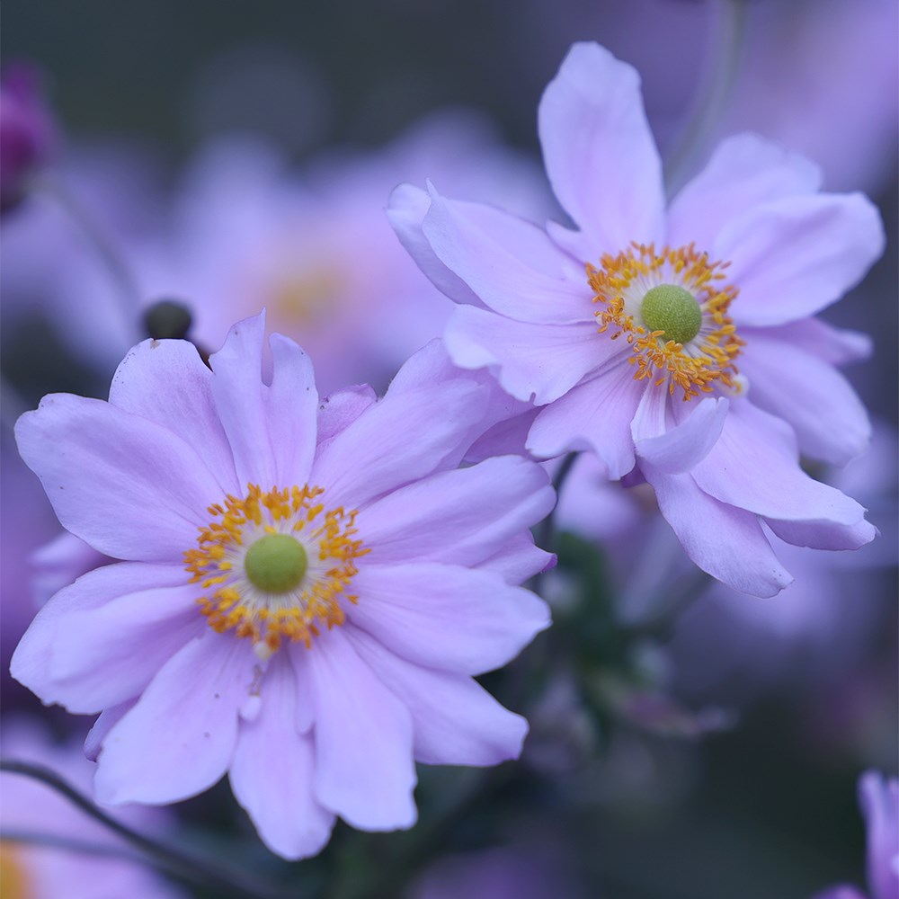 <i>Anemone</i> × <i>hybrida</i> 'Königin Charlotte'