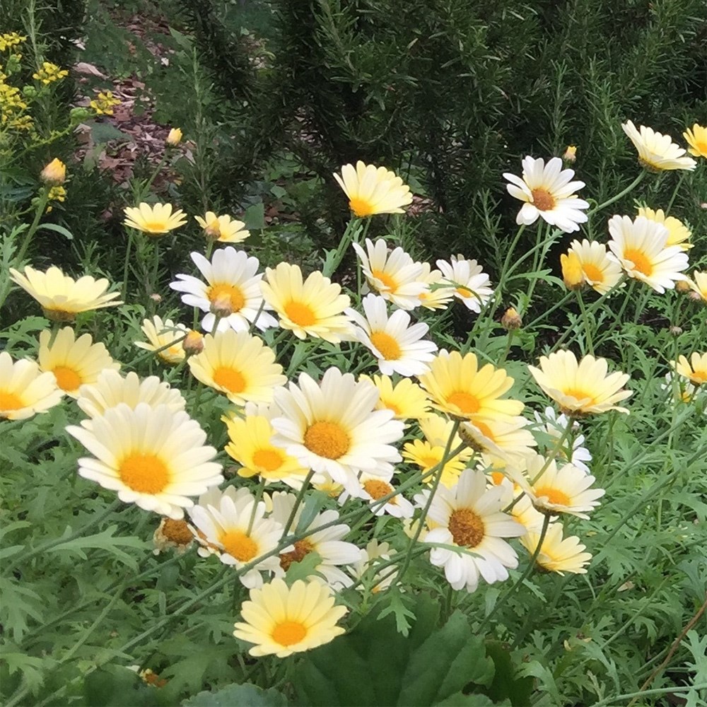 <i>Anthemis tinctoria</i> 'E.C. Buxton'