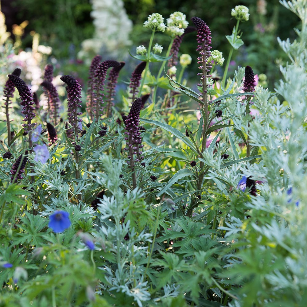<i>Artemisia</i> 'Powis Castle'