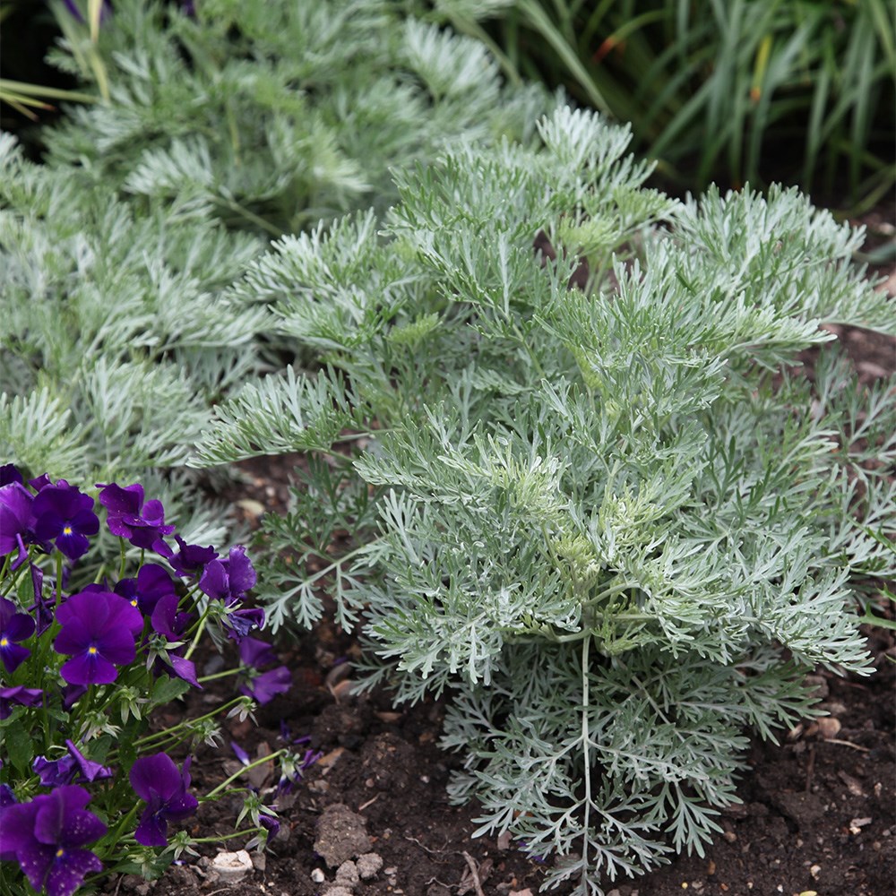 <i>Artemisia</i> 'Powis Castle'