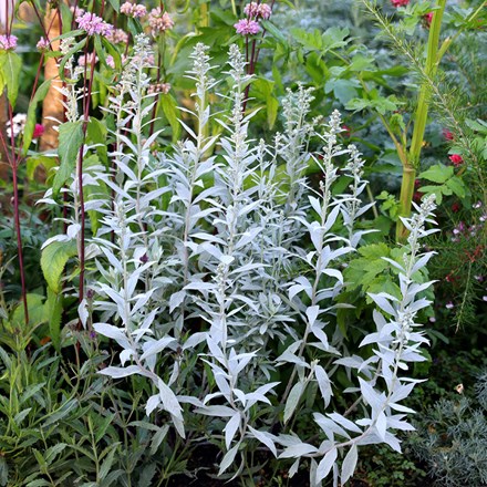 Artemisia ludoviciana Silver Queen
