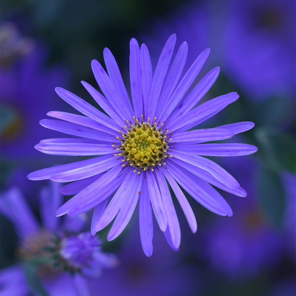 <i>Aster</i> × <i>frikartii</i> 'Mönch'