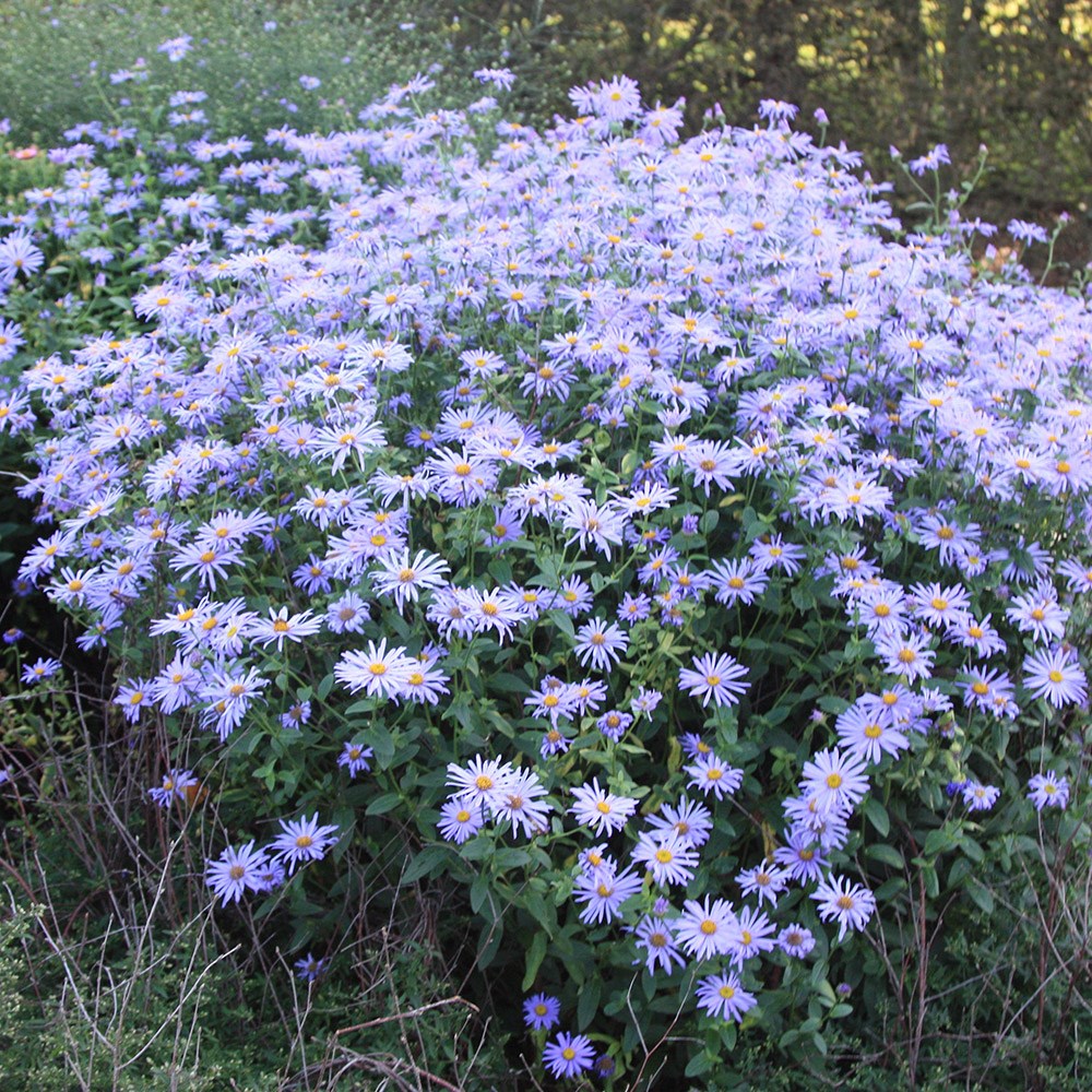 <i>Aster</i> × <i>frikartii</i> 'Mönch'