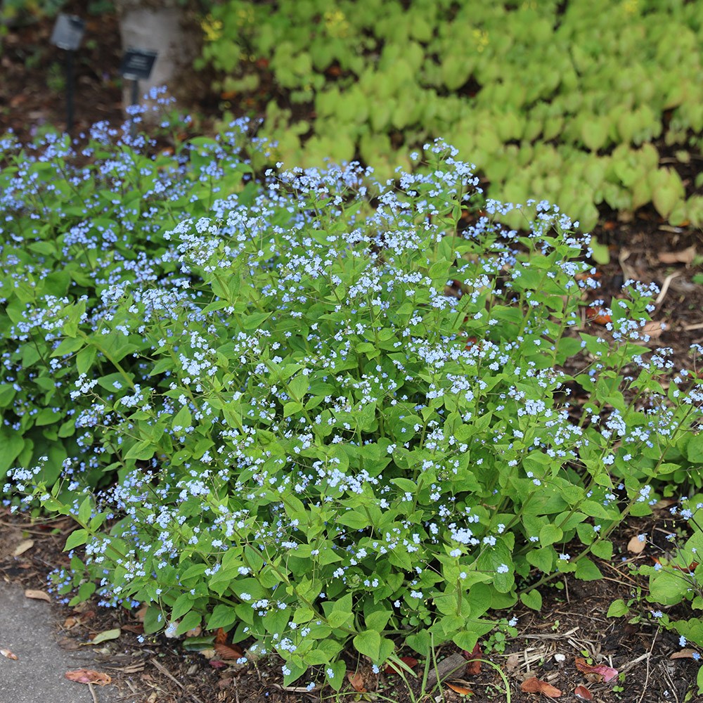 <i>Brunnera macrophylla</i> 