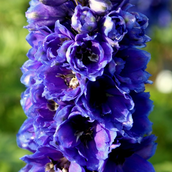 <i>Delphinium</i> 'Black Knight Group'