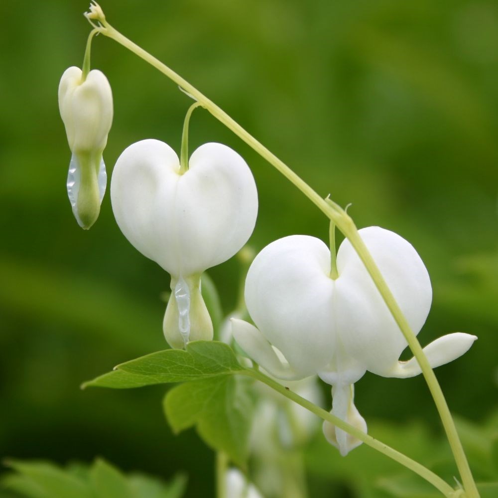 <i>Lamprocapnos spectabilis</i> 'Alba'