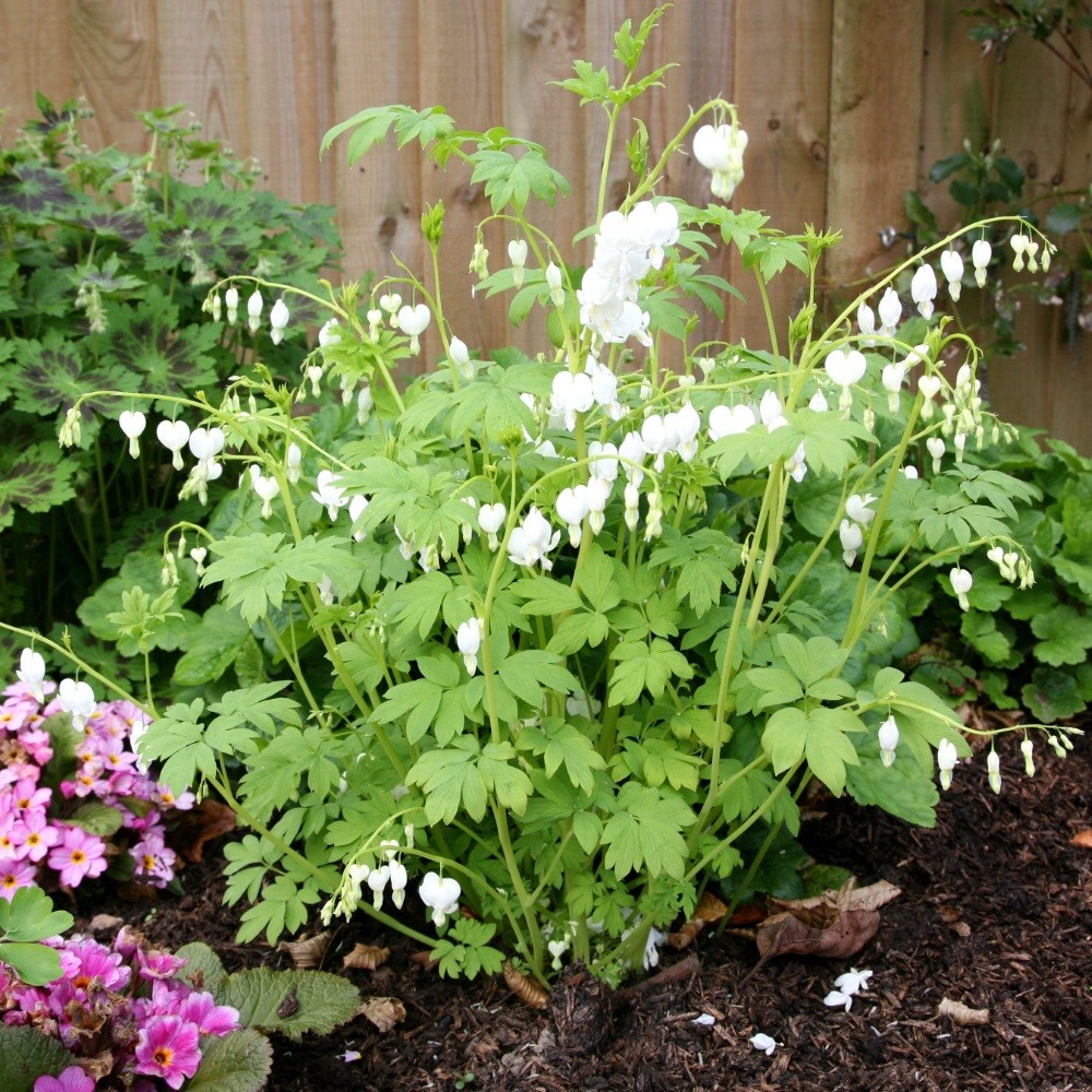<i>Lamprocapnos spectabilis</i> 'Alba'