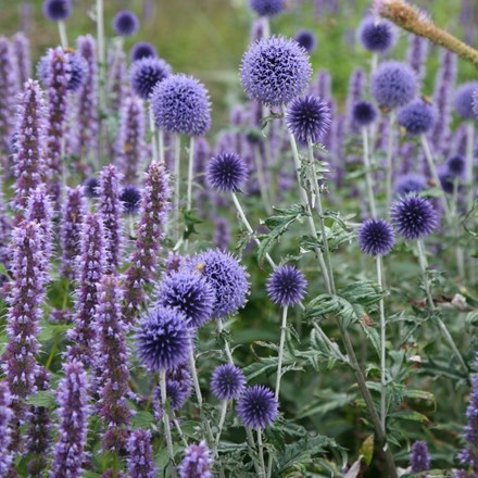 <i>Echinops ritro</i> 'Veitch's Blue'