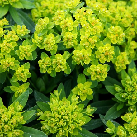 <i>Euphorbia palustris</i> 