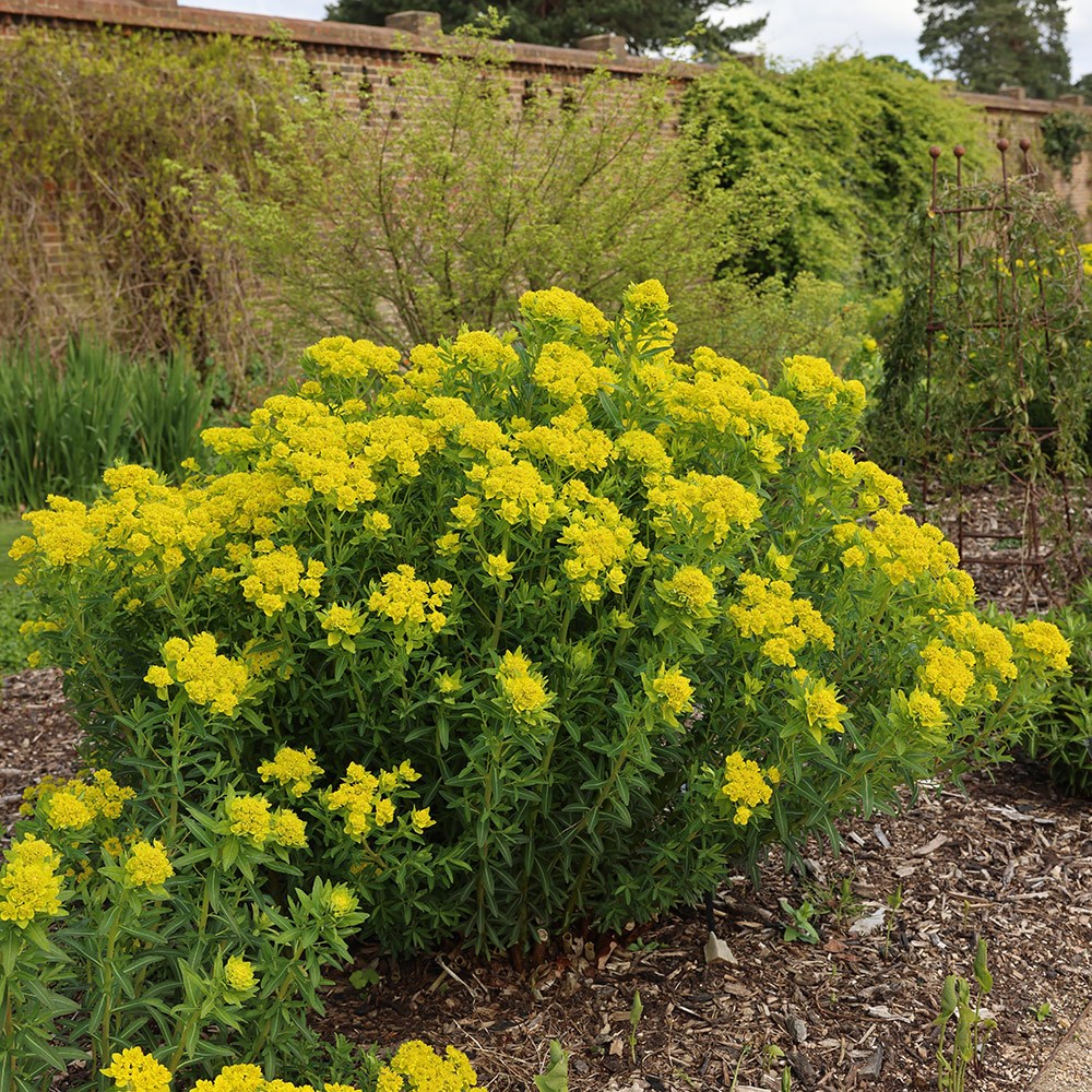 <i>Euphorbia palustris</i> 