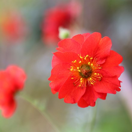 <i>Geum</i> 'Mrs J. Bradshaw'