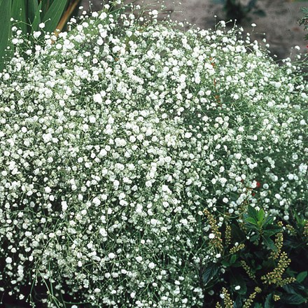 Gypsophila paniculata Bristol Fairy