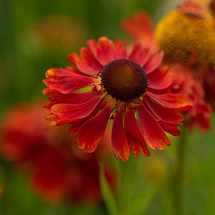 <i>Helenium</i> 'Moerheim Beauty'