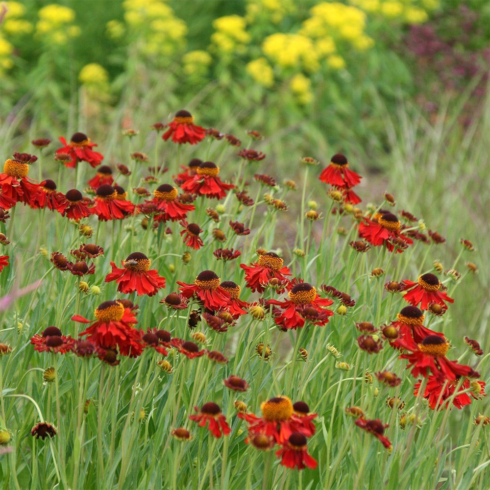 <i>Helenium</i> 'Moerheim Beauty'