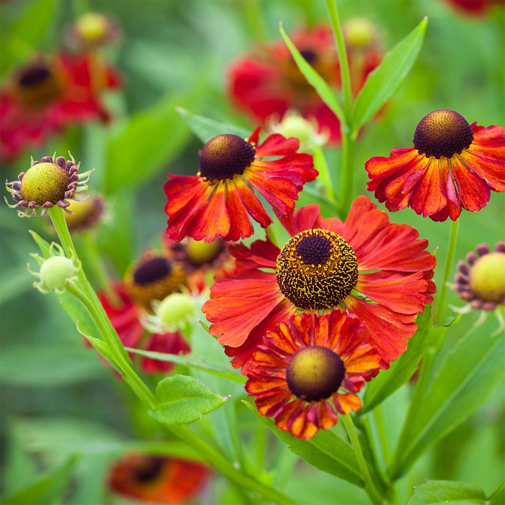<i>Helenium</i> 'Moerheim Beauty'