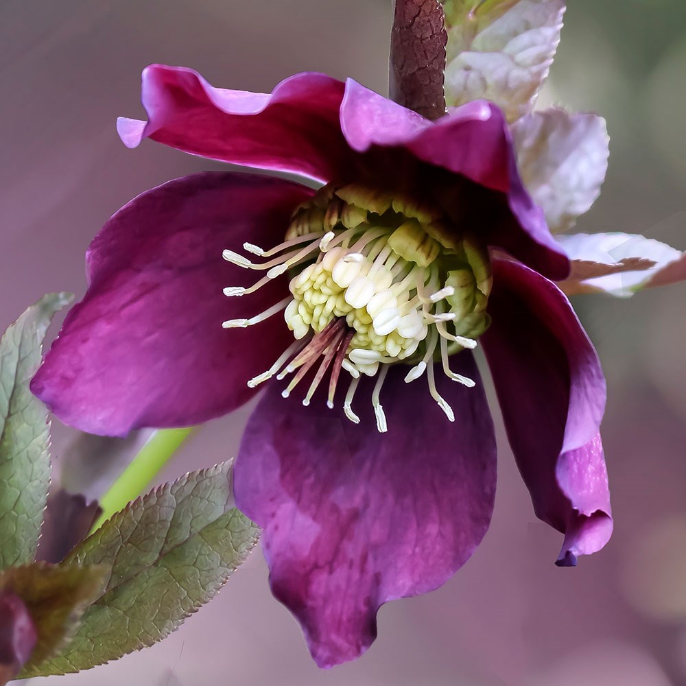 <i>Helleborus</i> × <i>hybridus</i>