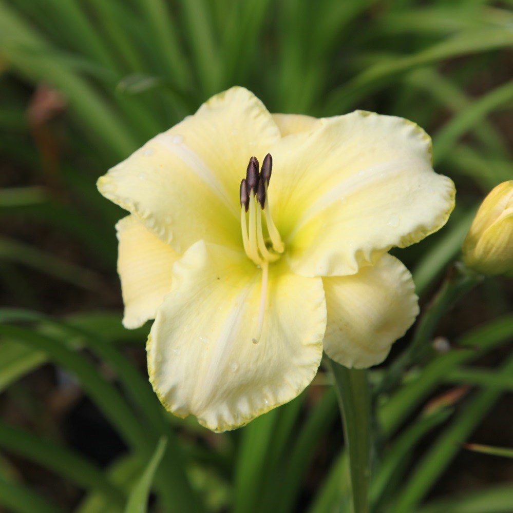 <i>Hemerocallis</i> 'Gentle Shepherd'