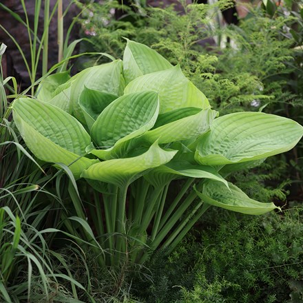 <i>Hosta</i> 'Sum and Substance'