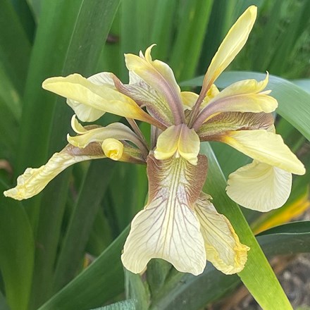 Iris foetidissima