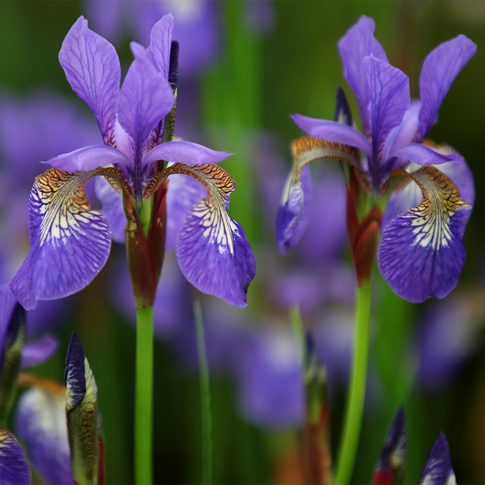 <i>Iris</i> 'Tropic Night'