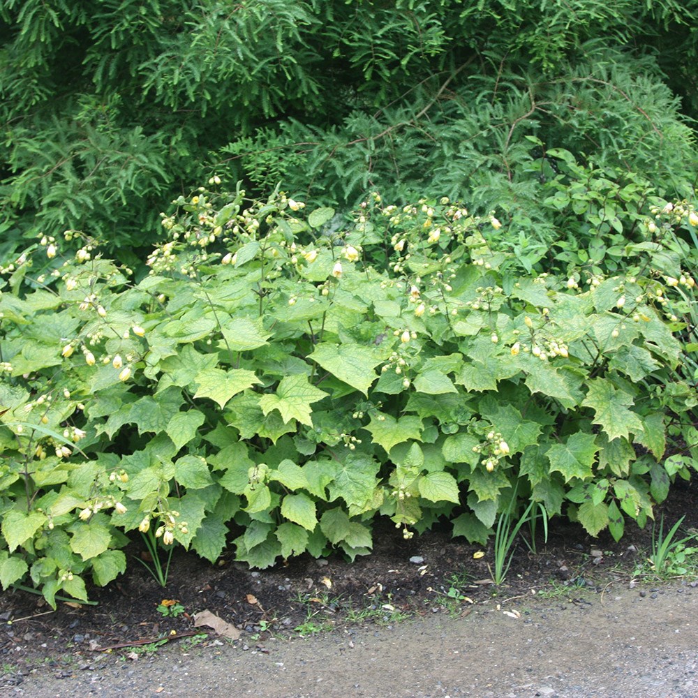 <i>Kirengeshoma palmata</i> 